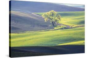 USA, Washington State, Palouse, Lone Tree in Wheat Field-Terry Eggers-Stretched Canvas