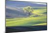 USA, Washington State, Palouse, Lone Tree in Wheat Field-Terry Eggers-Mounted Photographic Print