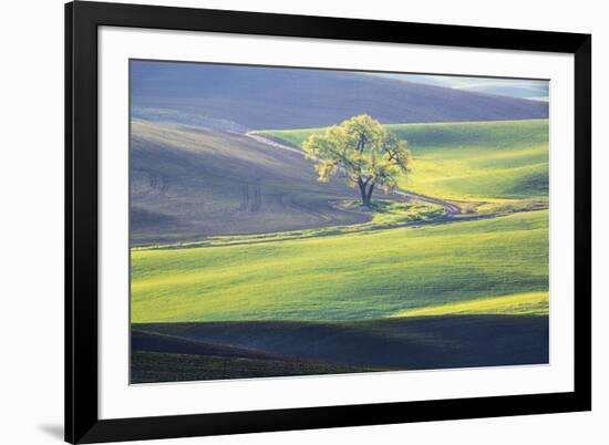 USA, Washington State, Palouse, Lone Tree in Wheat Field-Terry Eggers-Framed Premium Photographic Print