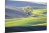 USA, Washington State, Palouse, Lone Tree in Wheat Field-Terry Eggers-Mounted Premium Photographic Print