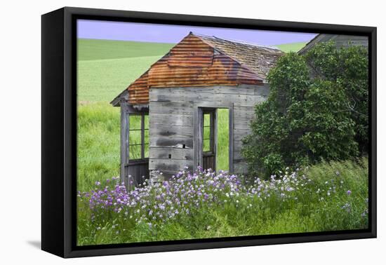 USA, Washington State, Palouse. Old abandoned house surrounded by wildflowers.-Julie Eggers-Framed Stretched Canvas