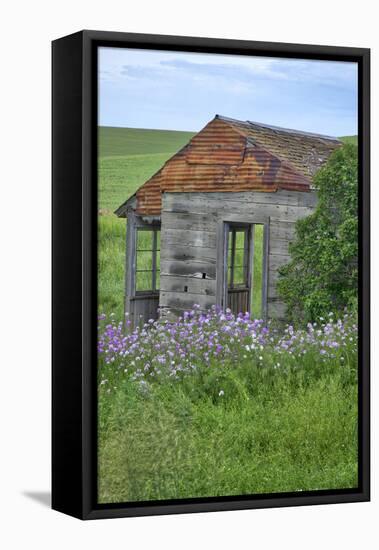 USA, Washington State, Palouse. Old abandoned house surrounded by wildflowers.-Julie Eggers-Framed Stretched Canvas