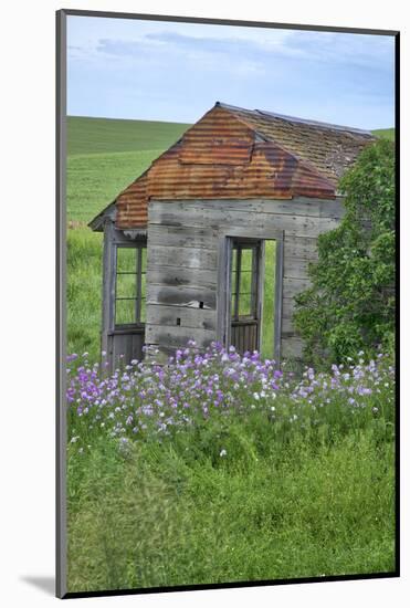 USA, Washington State, Palouse. Old abandoned house surrounded by wildflowers.-Julie Eggers-Mounted Photographic Print