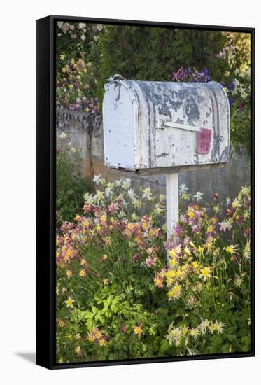 USA, Washington State, Palouse. Old mailbox surrounded by columbine wildflowers.-Julie Eggers-Framed Stretched Canvas