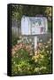 USA, Washington State, Palouse. Old mailbox surrounded by columbine wildflowers.-Julie Eggers-Framed Stretched Canvas