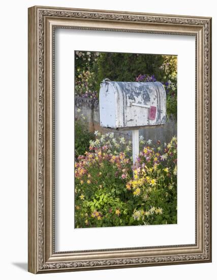 USA, Washington State, Palouse. Old mailbox surrounded by columbine wildflowers.-Julie Eggers-Framed Photographic Print