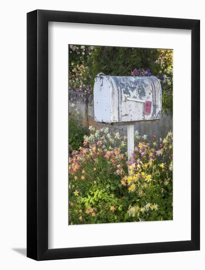 USA, Washington State, Palouse. Old mailbox surrounded by columbine wildflowers.-Julie Eggers-Framed Photographic Print