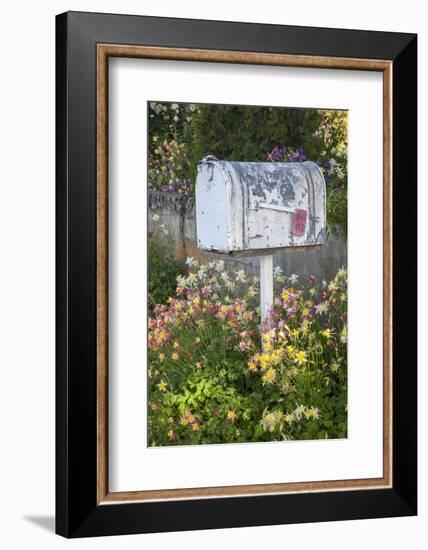 USA, Washington State, Palouse. Old mailbox surrounded by columbine wildflowers.-Julie Eggers-Framed Photographic Print