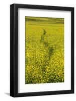 USA, Washington State, Palouse. Path running through a field of yellow canola.-Julie Eggers-Framed Photographic Print