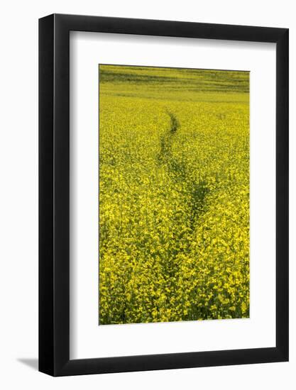 USA, Washington State, Palouse. Path running through a field of yellow canola.-Julie Eggers-Framed Photographic Print