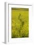 USA, Washington State, Palouse. Path running through a field of yellow canola.-Julie Eggers-Framed Photographic Print