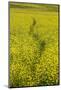 USA, Washington State, Palouse. Path running through a field of yellow canola.-Julie Eggers-Mounted Photographic Print