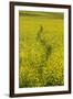 USA, Washington State, Palouse. Path running through a field of yellow canola.-Julie Eggers-Framed Photographic Print