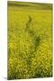 USA, Washington State, Palouse. Path running through a field of yellow canola.-Julie Eggers-Mounted Photographic Print