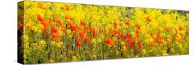 USA, Washington State, Palouse red poppies and yellow canola-Sylvia Gulin-Stretched Canvas