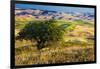 USA, Washington State, Palouse Region, Apple Tree in Rolling harvest Hills-Terry Eggers-Framed Photographic Print