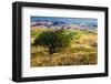 USA, Washington State, Palouse Region, Apple Tree in Rolling harvest Hills-Terry Eggers-Framed Photographic Print