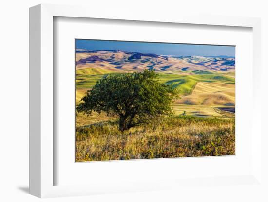 USA, Washington State, Palouse Region, Apple Tree in Rolling harvest Hills-Terry Eggers-Framed Photographic Print