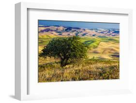 USA, Washington State, Palouse Region, Apple Tree in Rolling harvest Hills-Terry Eggers-Framed Photographic Print