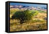 USA, Washington State, Palouse Region, Apple Tree in Rolling harvest Hills-Terry Eggers-Framed Stretched Canvas