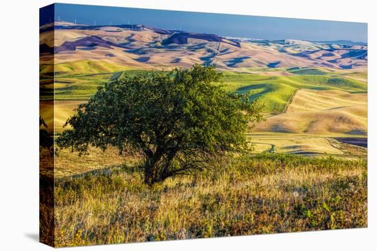 USA, Washington State, Palouse Region, Apple Tree in Rolling harvest Hills-Terry Eggers-Stretched Canvas