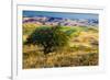 USA, Washington State, Palouse Region, Apple Tree in Rolling harvest Hills-Terry Eggers-Framed Premium Photographic Print