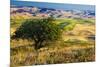 USA, Washington State, Palouse Region, Apple Tree in Rolling harvest Hills-Terry Eggers-Mounted Premium Photographic Print