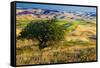 USA, Washington State, Palouse Region, Apple Tree in Rolling harvest Hills-Terry Eggers-Framed Stretched Canvas