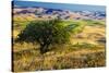 USA, Washington State, Palouse Region, Apple Tree in Rolling harvest Hills-Terry Eggers-Stretched Canvas