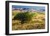 USA, Washington State, Palouse Region, Apple Tree in Rolling harvest Hills-Terry Eggers-Framed Photographic Print