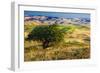 USA, Washington State, Palouse Region, Apple Tree in Rolling harvest Hills-Terry Eggers-Framed Photographic Print