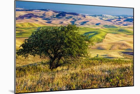 USA, Washington State, Palouse Region, Apple Tree in Rolling harvest Hills-Terry Eggers-Mounted Photographic Print