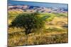 USA, Washington State, Palouse Region, Apple Tree in Rolling harvest Hills-Terry Eggers-Mounted Photographic Print