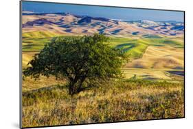 USA, Washington State, Palouse Region, Apple Tree in Rolling harvest Hills-Terry Eggers-Mounted Photographic Print