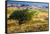 USA, Washington State, Palouse Region, Apple Tree in Rolling harvest Hills-Terry Eggers-Framed Stretched Canvas