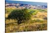 USA, Washington State, Palouse Region, Apple Tree in Rolling harvest Hills-Terry Eggers-Stretched Canvas