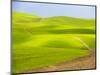 USA, Washington State, Palouse Region. Backcountry road leading through a field of wheat-Terry Eggers-Mounted Photographic Print