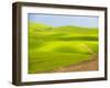 USA, Washington State, Palouse Region. Backcountry road leading through a field of wheat-Terry Eggers-Framed Photographic Print