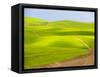 USA, Washington State, Palouse Region. Backcountry road leading through a field of wheat-Terry Eggers-Framed Stretched Canvas