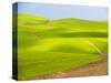 USA, Washington State, Palouse Region. Backcountry road leading through a field of wheat-Terry Eggers-Stretched Canvas