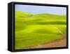 USA, Washington State, Palouse Region. Backcountry road leading through a field of wheat-Terry Eggers-Framed Stretched Canvas