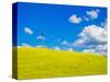 USA, Washington State, Palouse Region. Canola fields with weathervane-Terry Eggers-Stretched Canvas