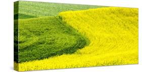 USA, Washington State, Palouse Region. Curve in canola and wheat fields in Spring full bloom-Terry Eggers-Stretched Canvas