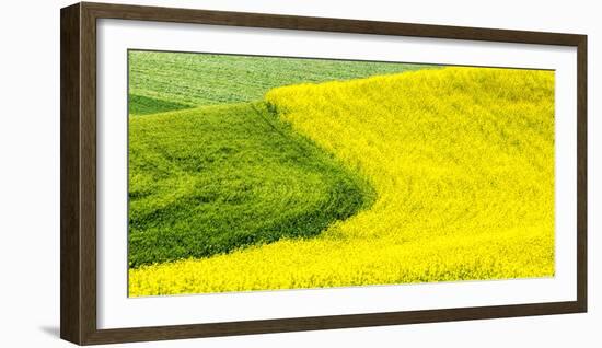 USA, Washington State, Palouse Region. Curve in canola and wheat fields in Spring full bloom-Terry Eggers-Framed Photographic Print