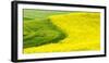 USA, Washington State, Palouse Region. Curve in canola and wheat fields in Spring full bloom-Terry Eggers-Framed Photographic Print