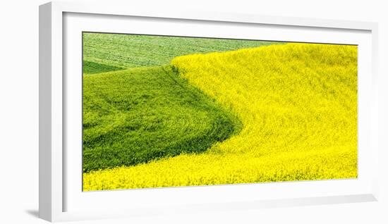 USA, Washington State, Palouse Region. Curve in canola and wheat fields in Spring full bloom-Terry Eggers-Framed Photographic Print