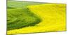 USA, Washington State, Palouse Region. Curve in canola and wheat fields in Spring full bloom-Terry Eggers-Mounted Photographic Print