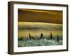 USA, Washington State, Palouse region, Fence and field of wheat-Terry Eggers-Framed Photographic Print