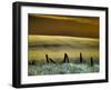 USA, Washington State, Palouse region, Fence and field of wheat-Terry Eggers-Framed Photographic Print