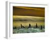 USA, Washington State, Palouse region, Fence and field of wheat-Terry Eggers-Framed Photographic Print